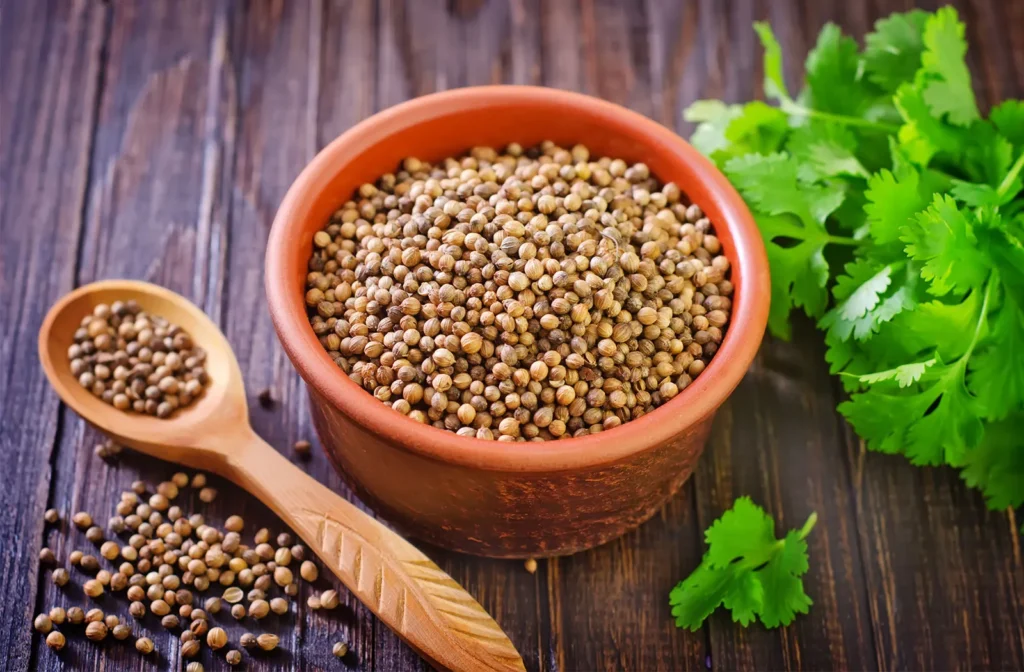 Bowl-cilantro-leaves-coriander-fruits-Coriandrum-sativum